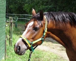 horse Chayenne (German Riding Pony, 1997, from Croupier)