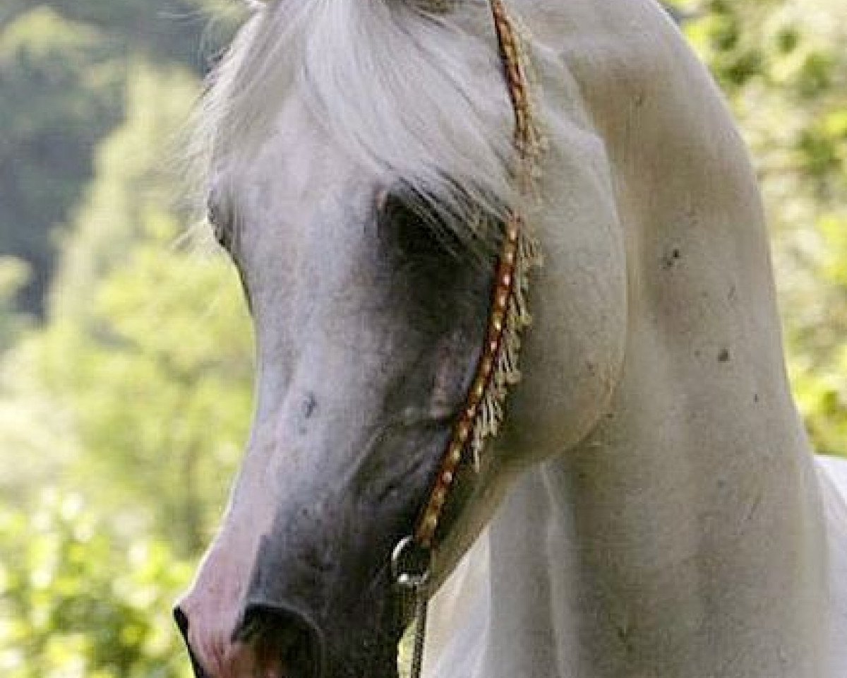 stallion Mujahid El Naarah ox (Arabian purebred, 1994, from El Thay Masoud ox)