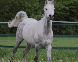 horse Kruschano (Arabian thoroughbred, 2010, from Kruschan Ibn Kantar)