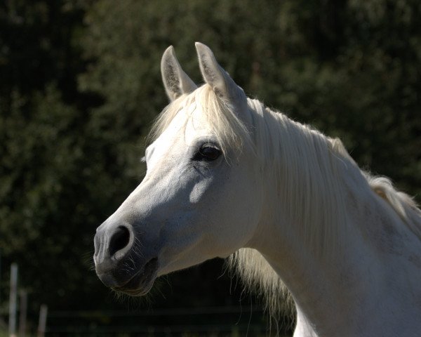 horse Nyushina (Arabian thoroughbred, 1997, from Kruschan Ibn Kantar)