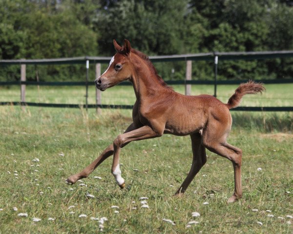 Pferd AH Kaschan (Vollblutaraber, 2017, von The Verdict HG EAO)