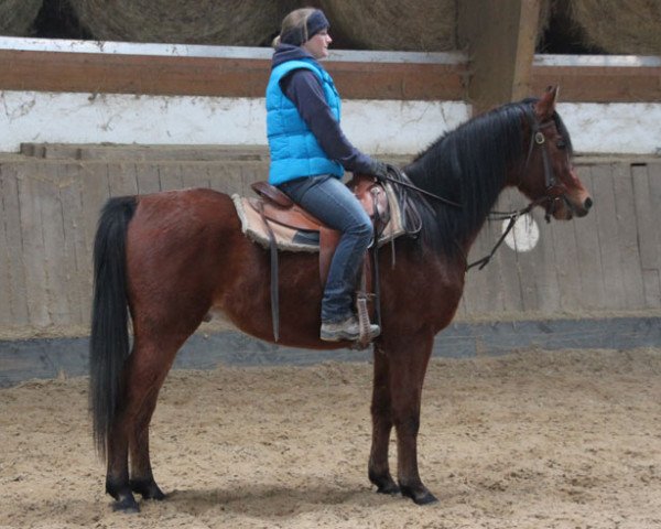 horse Vartan (Arabian thoroughbred, 2014, from Kahil Al Shaqab ox)