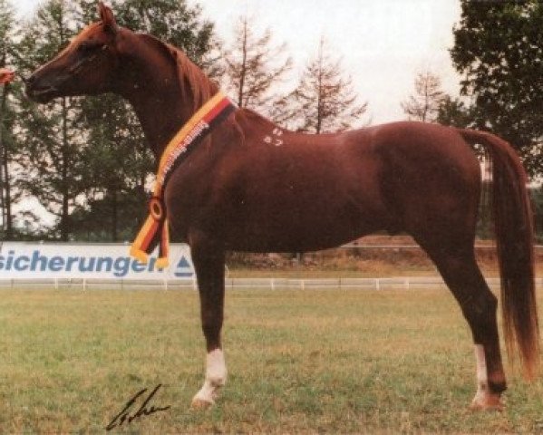 stallion Naborscik ox (Arabian thoroughbred, 1987, from Balaton 1982 ox)