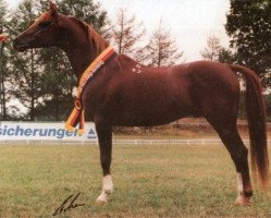 Deckhengst Naborscik ox (Vollblutaraber, 1987, von Balaton 1982 ox)