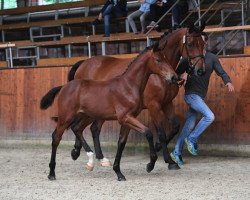 Pferd Voltaire´s Diamond (Oldenburger Springpferd, 2017, von Voltaire)