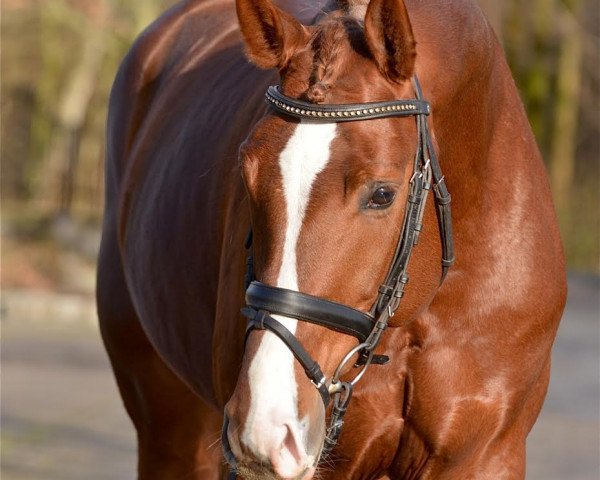 stallion Adorator 2 (Westphalian, 2009, from Arpeggio)