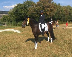 stallion Bariton (German Riding Pony, 2005, from Baron)