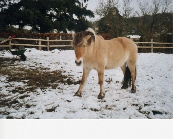 horse Magnus (Fjord Horse, 1996, from Aston FJH 657)