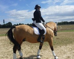 dressage horse Musiol (Polish Warmblood, 2007, from Monitor)