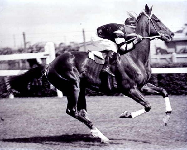 Pferd Phar Lap xx (Englisches Vollblut, 1926, von Night Raid xx)