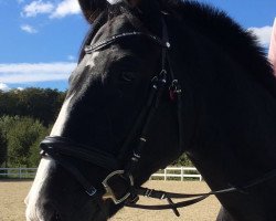 dressage horse High Life 39 (Hanoverian, 2005, from His Highness)