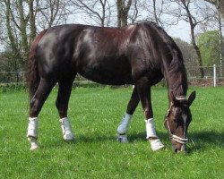 dressage horse Benavente 2 (Hanoverian, 2004, from Brentano II)