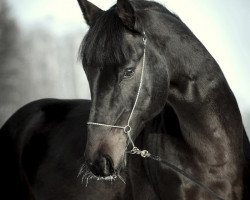 Springpferd Julius (KWPN (Niederländisches Warmblut),  , von Starpower TN)