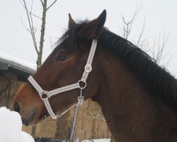 dressage horse Lady la Fleur (Westphalian, 2007, from Glock's Lord of Loxley)