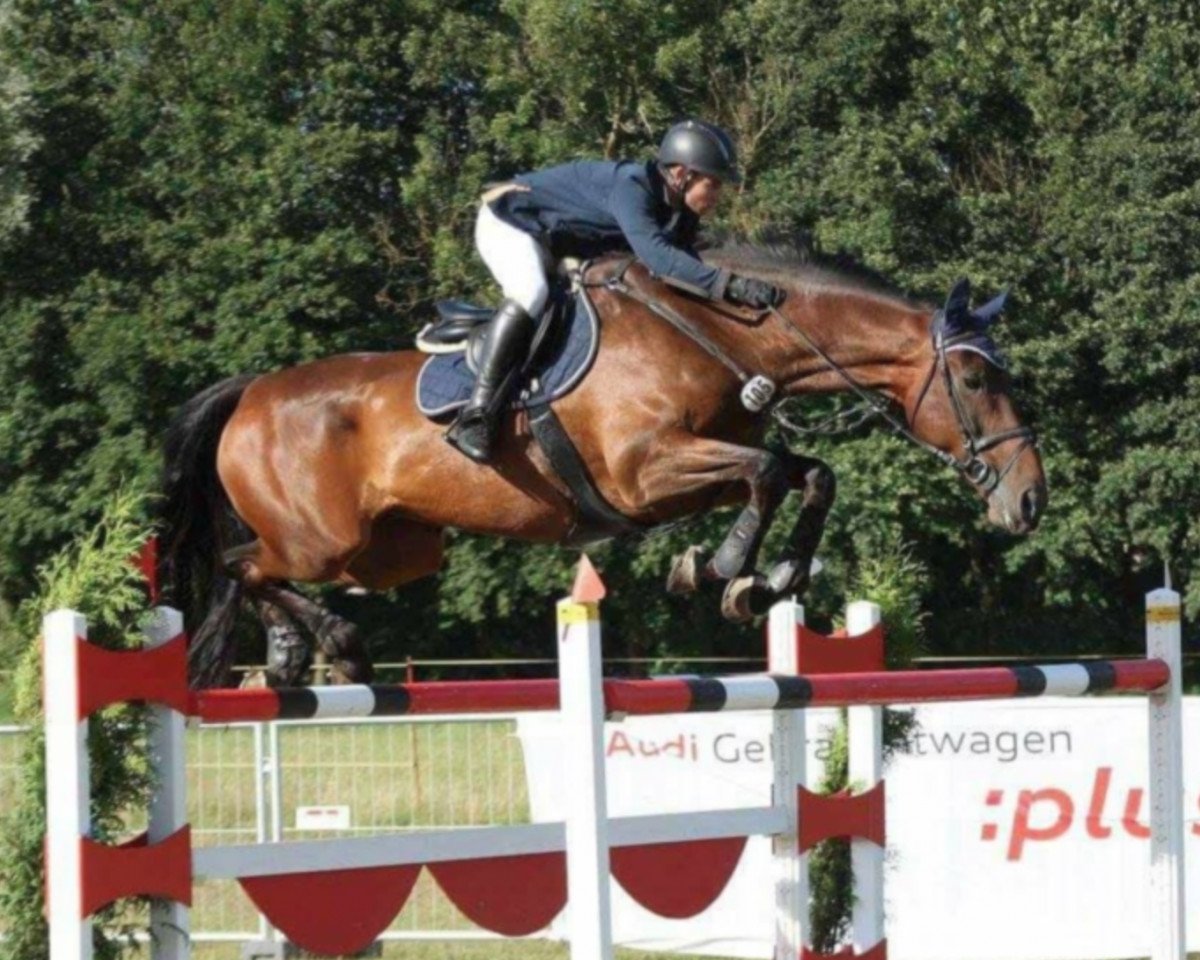 Springpferd Celtic Spirit 2 (Anglo Europäisches Sportpferd, 2006, von Shining Spirit xx)