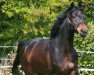 broodmare L'amichetta (Hanoverian, 2006, from Laudabilis)