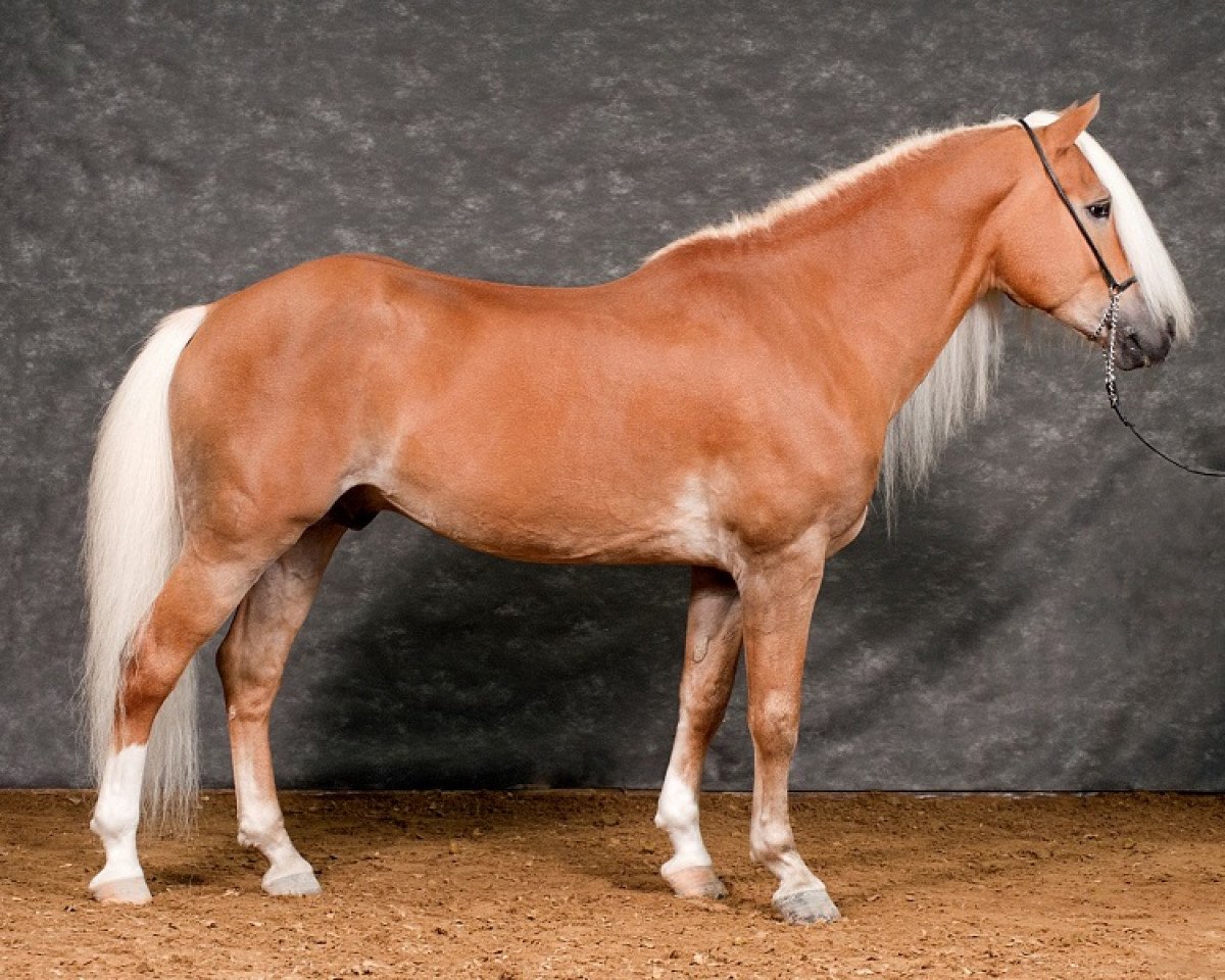 Deckhengst Novembernebel (Haflinger, 2001, von Nordtirol)