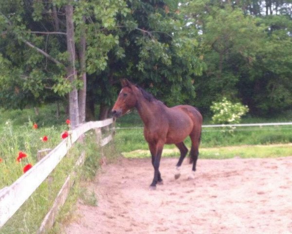 Pferd Lady DI (Württemberger,  , von Landfalk)