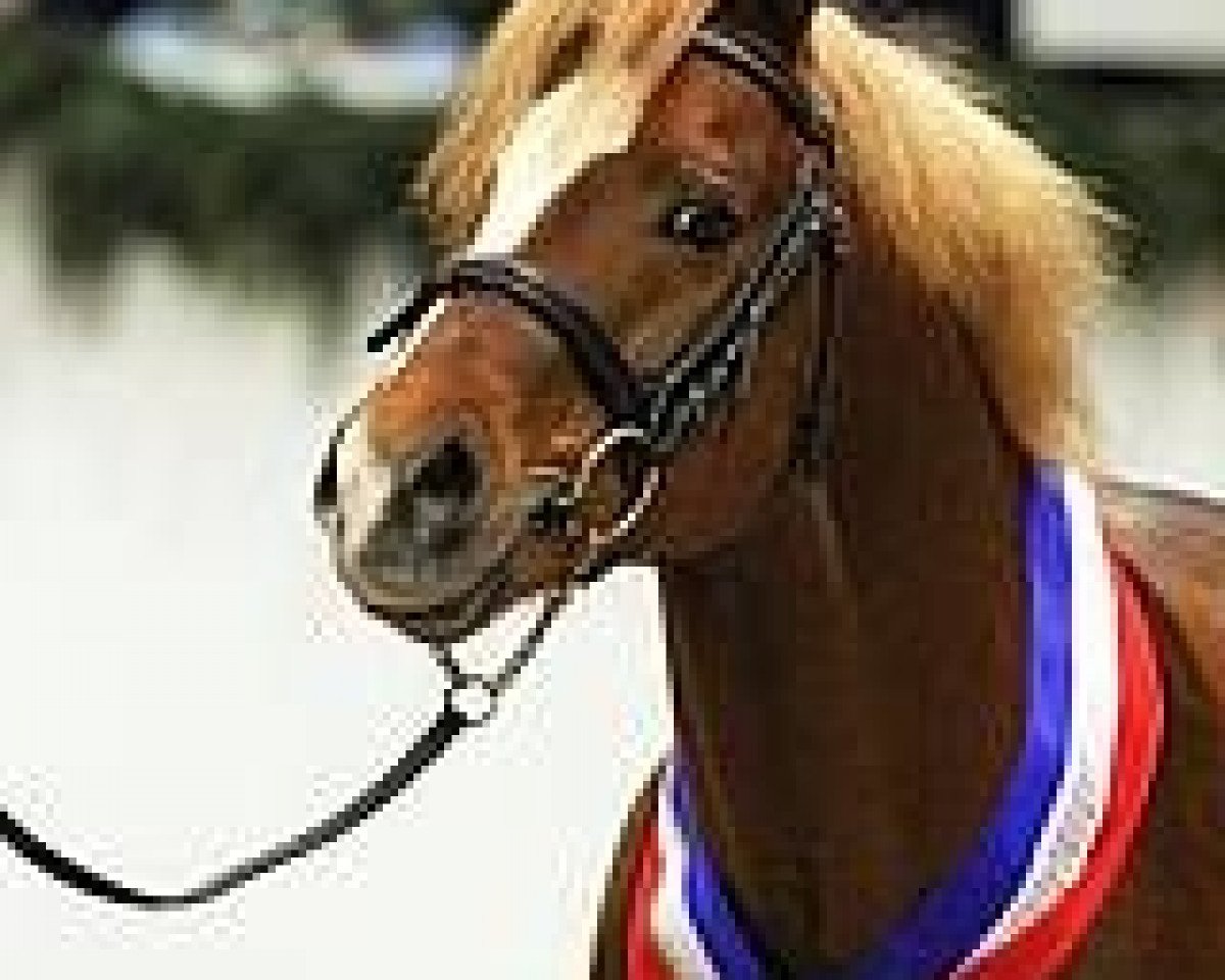 Deckhengst Wildzang's Romulus (Welsh Pony (Sek.B), 2001, von Sarnau Pelydrog)