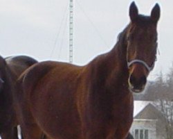 broodmare Loreen H 5732 (Noble Warmblood, 1984, from Distrikt Mo 1359)