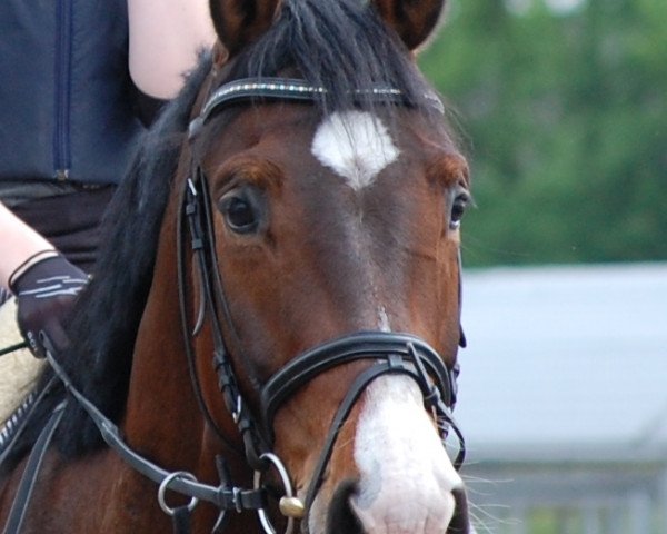 horse Collin 54 (Oldenburg show jumper, 2004, from Corlago)