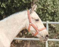 Pferd Maledea (Lusitano, 2015)