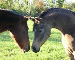 broodmare Ginette (German Riding Pony, 2005, from FS Champion de Luxe)