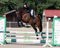 jumper Quantum E (Hanoverian, 2011, from FRH Quaid)