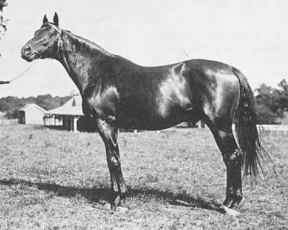 stallion Rock Sand xx (Thoroughbred, 1900, from Sainfoin xx)