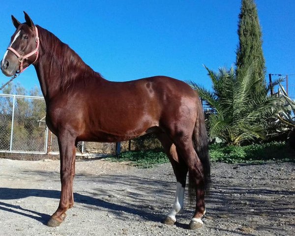 Pferd PRE. (Pura Raza Espanola (PRE), 2012)