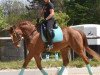 dressage horse Welldano (Hanoverian, 2007, from Worldly I)