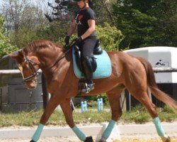 dressage horse Welldano (Hanoverian, 2007, from Worldly I)