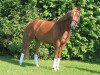 dressage horse Monty (German Riding Pony, 2006, from Mister Mentos)