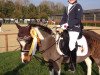 dressage horse Strolch 137 (Shetland Pony, 1988)