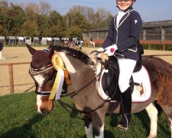 dressage horse Strolch 137 (Shetland Pony, 1988)