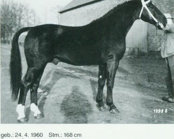 stallion Fredo (Oldenburg, 1960, from Flirt)
