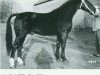 stallion Fredo (Oldenburg, 1960, from Flirt)