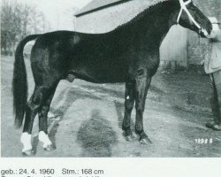 Deckhengst Fredo (Oldenburger, 1960, von Flirt Mo 1173)