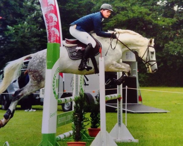 jumper Carlos Deluxe (German Sport Horse, 2009, from Carlos DZ)