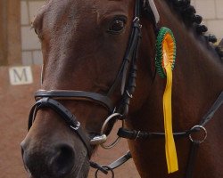 horse Waldmeister (German Riding Pony, 1990, from Waldemar)