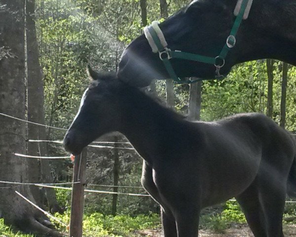 broodmare Wiebke (Hanoverian, 2000, from Wonderland)