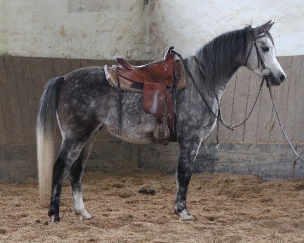 horse Amos (Arabian thoroughbred, 2013, from Kahil Al Shaqab ox)