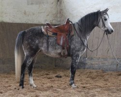 Pferd Amos (Vollblutaraber, 2013, von Kahil Al Shaqab ox)