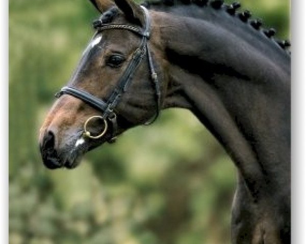 horse Latouro (Holsteiner, 1987, from Landgraf I)