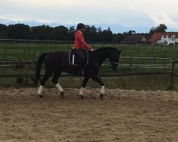 dressage horse Heartbreaker 61 (Württemberger, 2007, from Hotline)