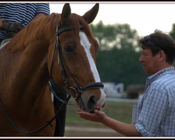 horse Ferocidad (Hanoverian, 2002, from Frenchman I)