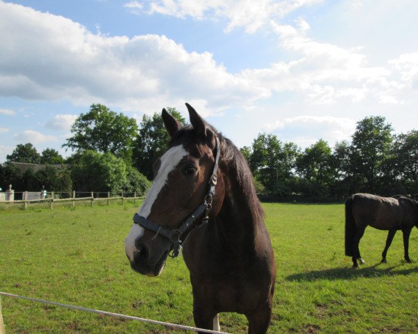 horse Cadychon (Holsteiner, 1992, from Coriander)