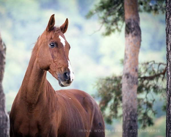 Pferd Lot AA (Anglo-Araber, 1995, von Dansing AA)