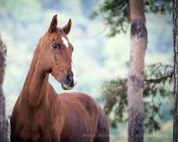 horse Lot AA (Anglo-Arabs, 1995, from Dansing AA)