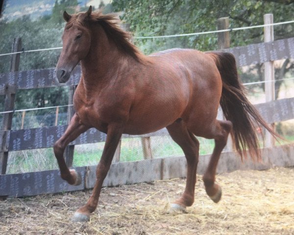 Pferd Melo (Pura Raza Espanola (PRE), 2012)